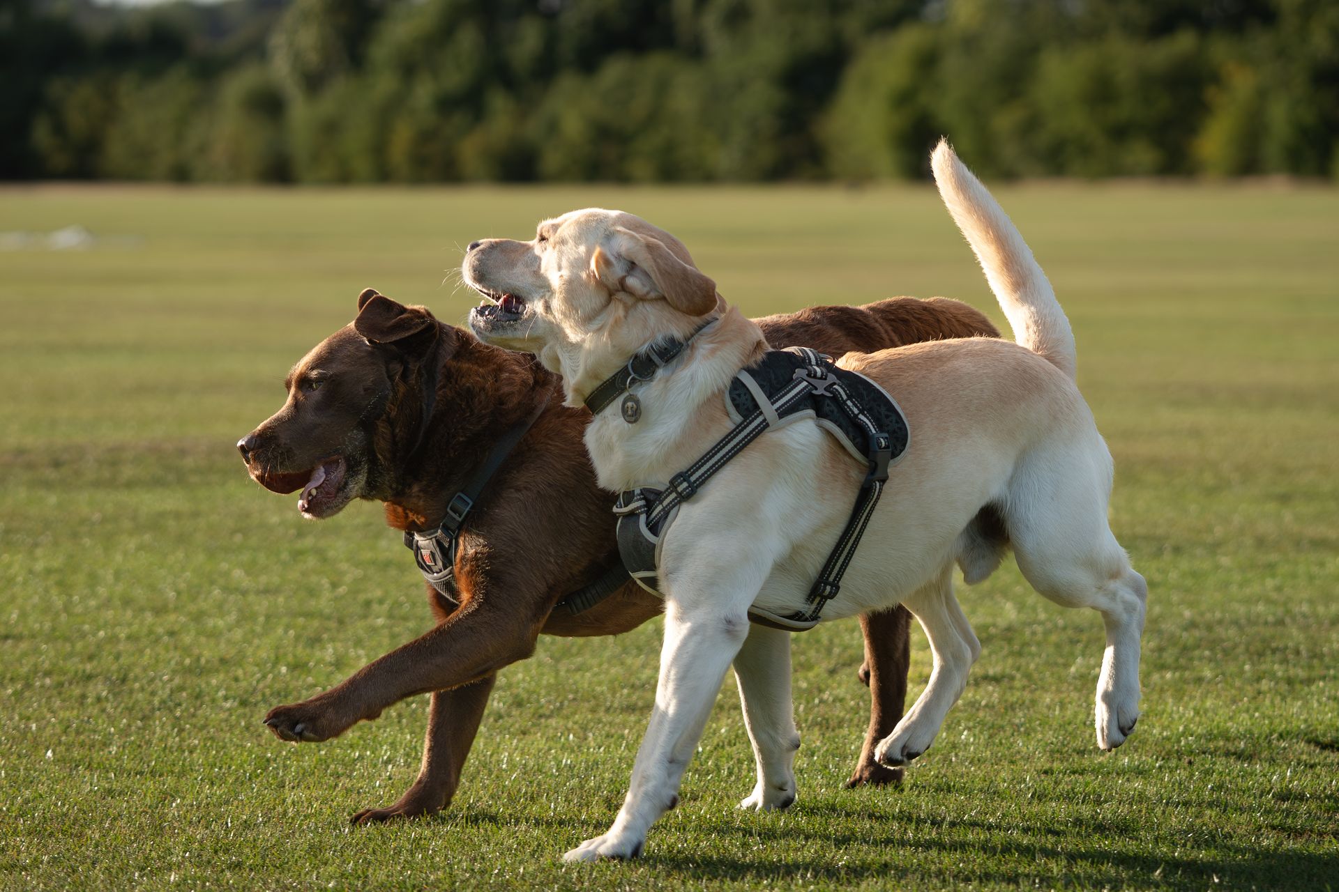 Two dogs running in an off-leash dog park